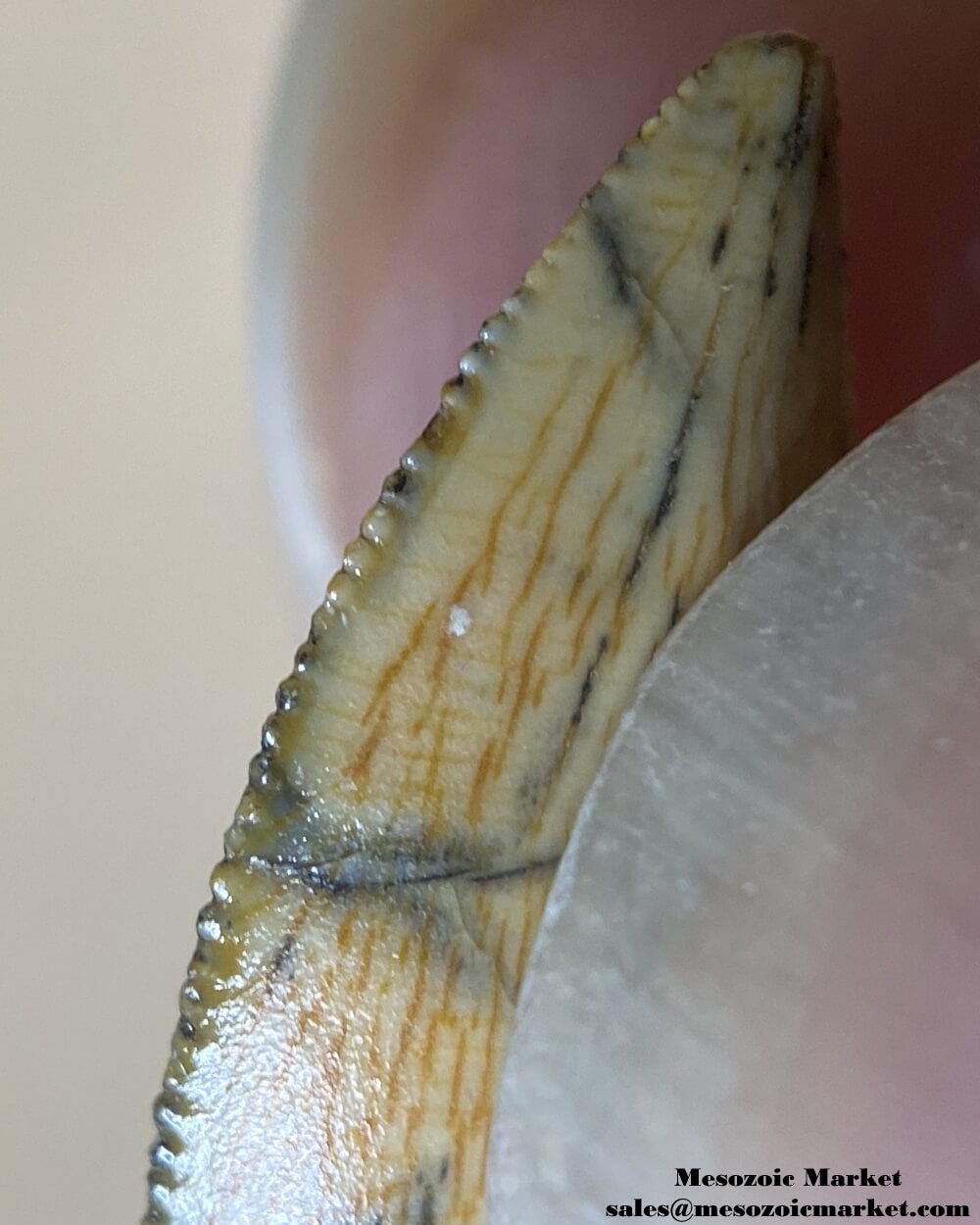 An image of the mesial serrations of an abelisaurid dinosaur tooth.