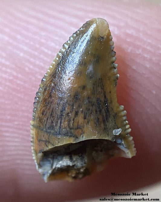 An image of an abelisaurid dinosaur tooth from Taouz.