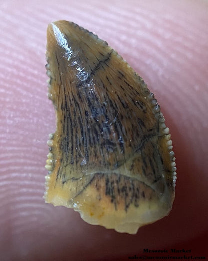 An image of an abelisaurid dinosaur tooth from Taouz.