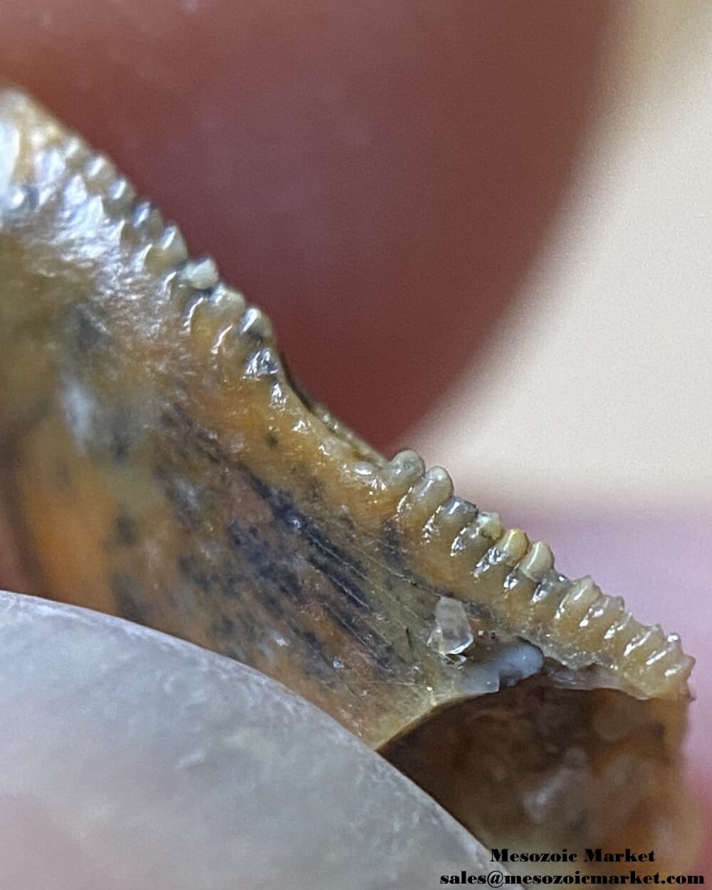 An image of a closeup view of the serrations of an abelisaurid dinosaur tooth from Taouz.