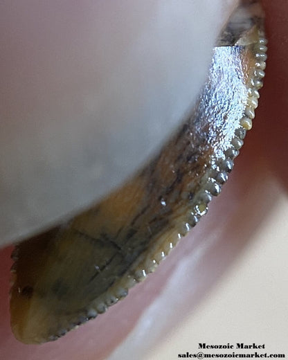 An image of a closeup view of the serrations of an abelisaurid dinosaur tooth from Taouz.