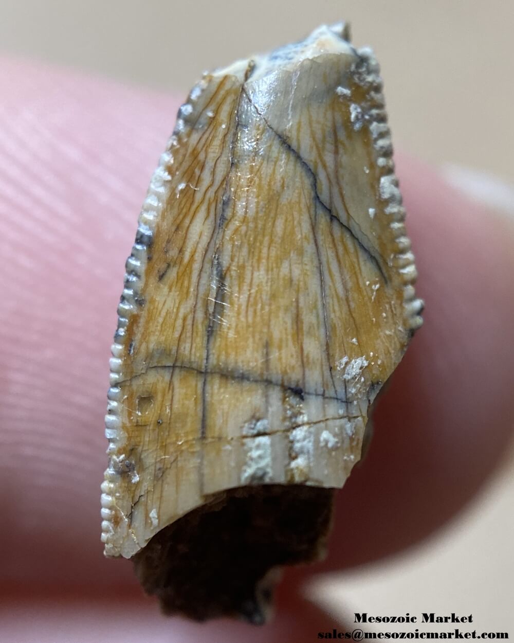 An image of a partial premaxillary dinosaur tooth from an abelisaurid.