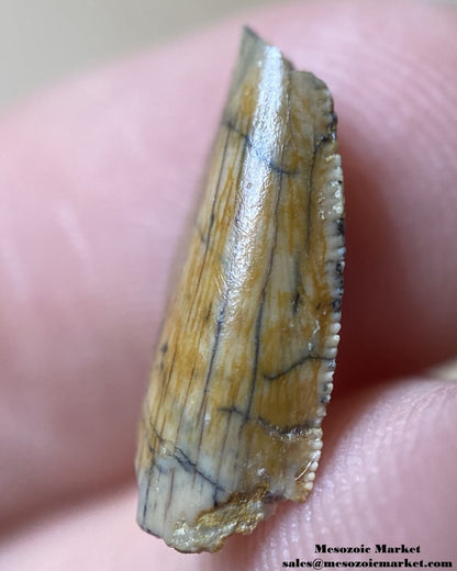 An image of the mesial serrations of an abelisaurid premaxillary dinosaur tooth.