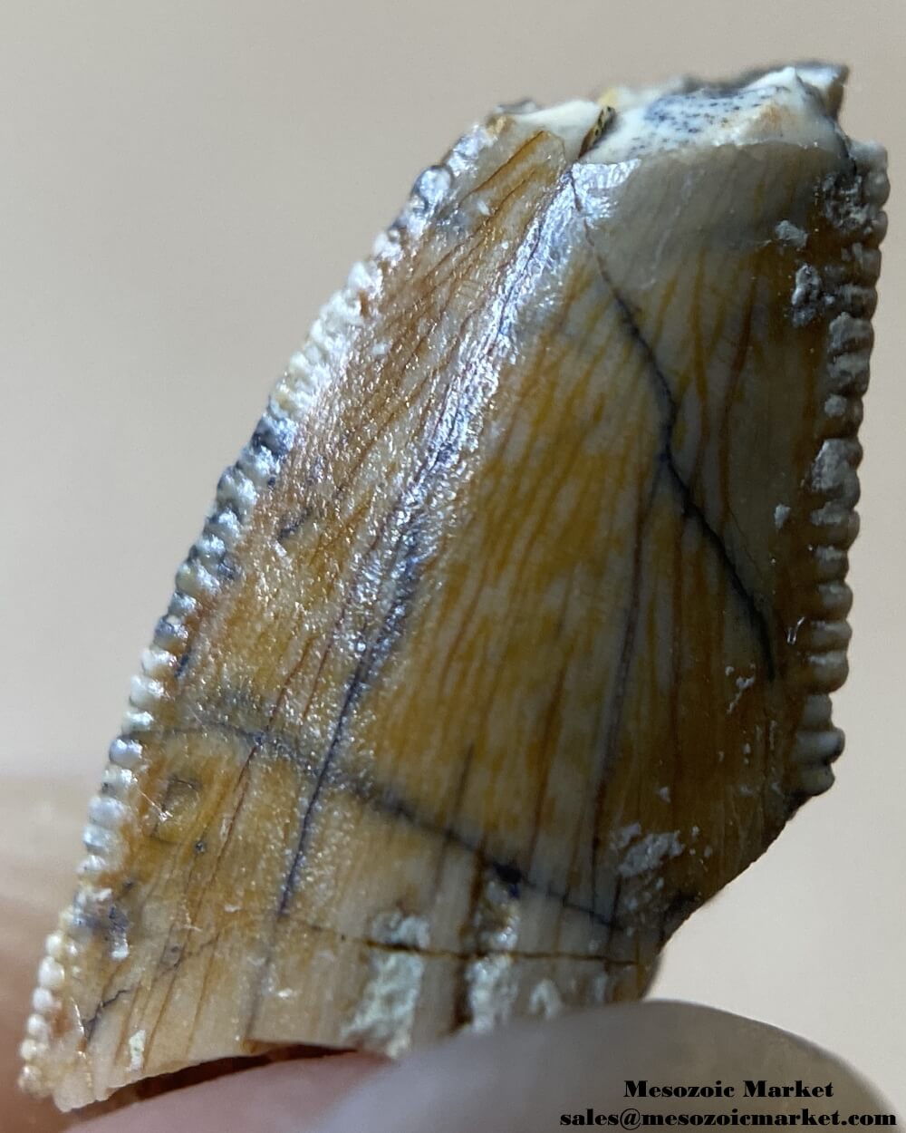 An image of a premaxillary dinosaur tooth from an abelisaurid theropod.