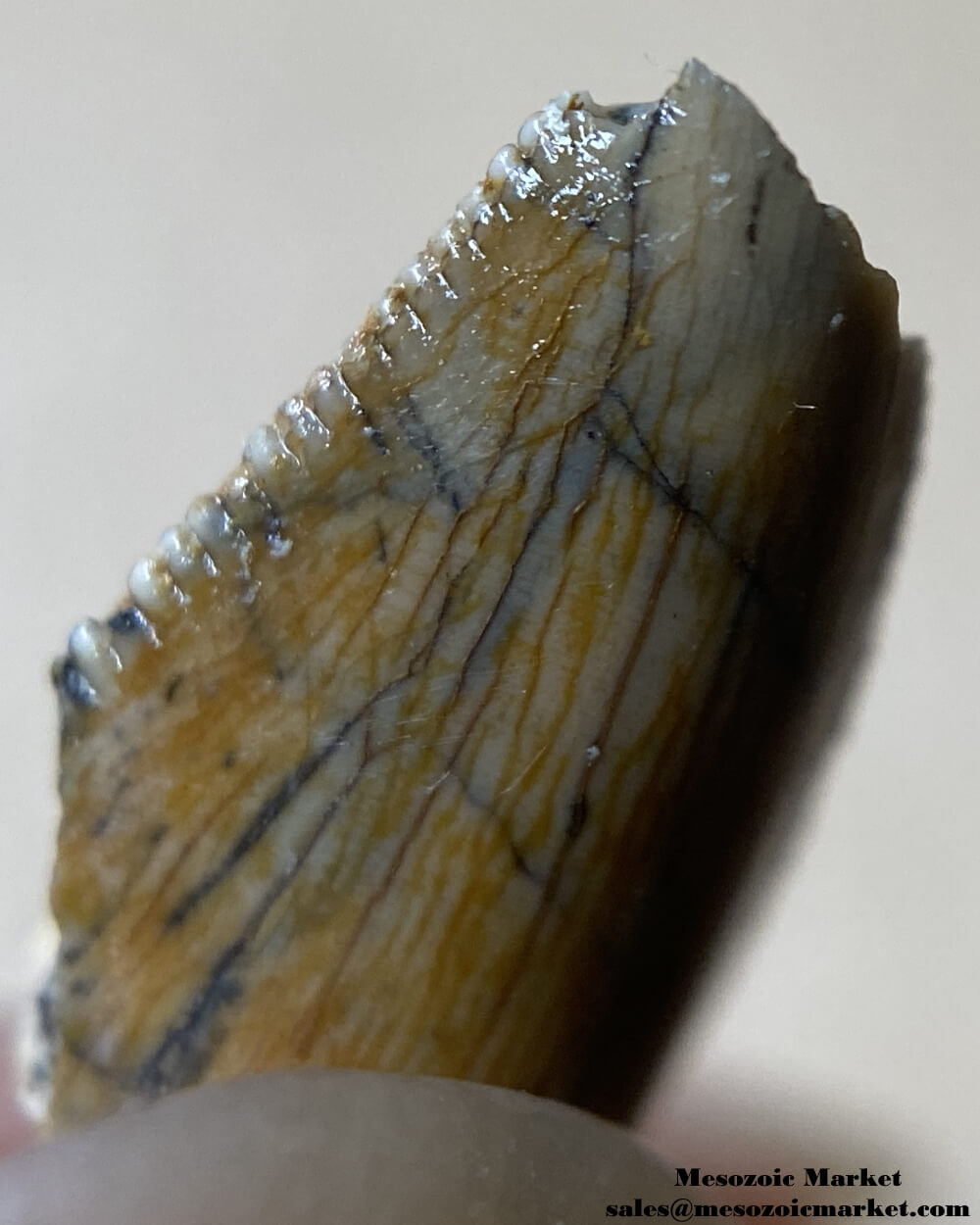 An image of the distal serrations of an abelisaurid dinosaur tooth fossil.