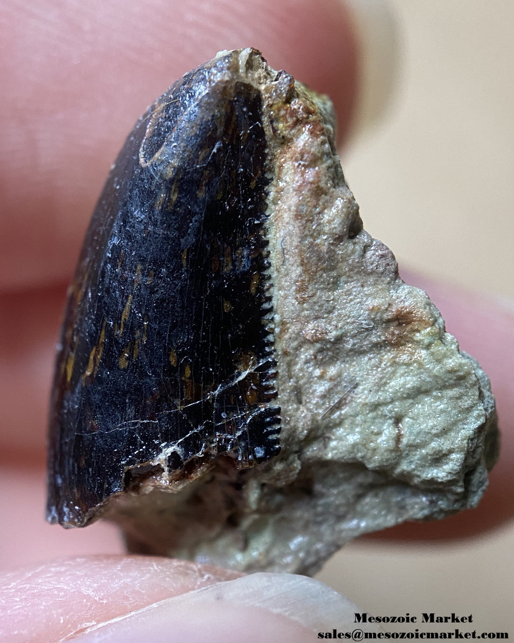 Fossilized dinosaur tooth of a Dekkar abelisaurid theropod on original matrix. #MAR56964-1