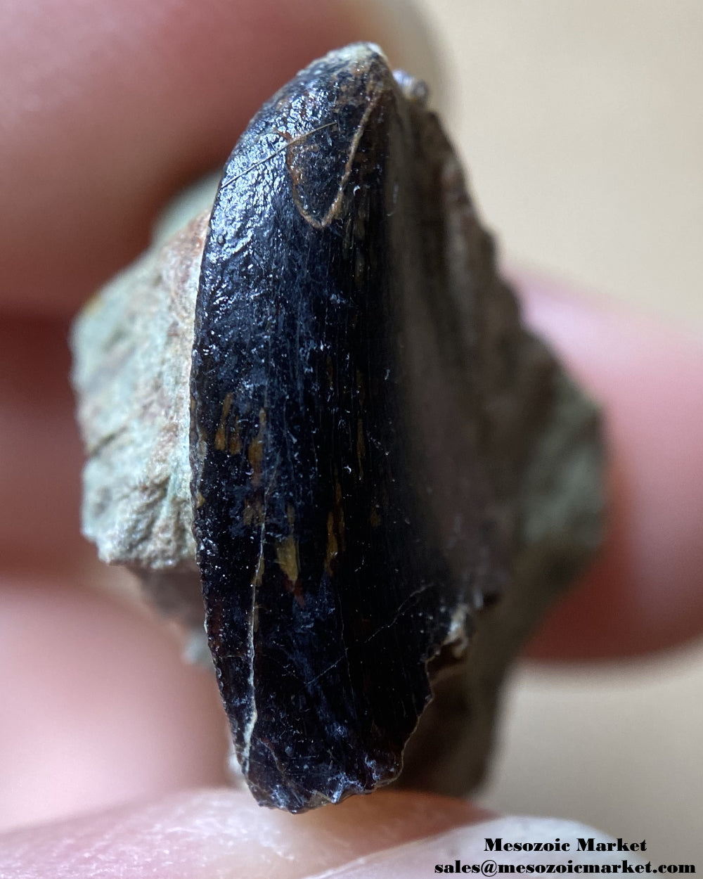 Mesial edge of a fossilized dinosaur tooth of a Dekkar abelisaurid theropod on original matrix. #MAR56964-2