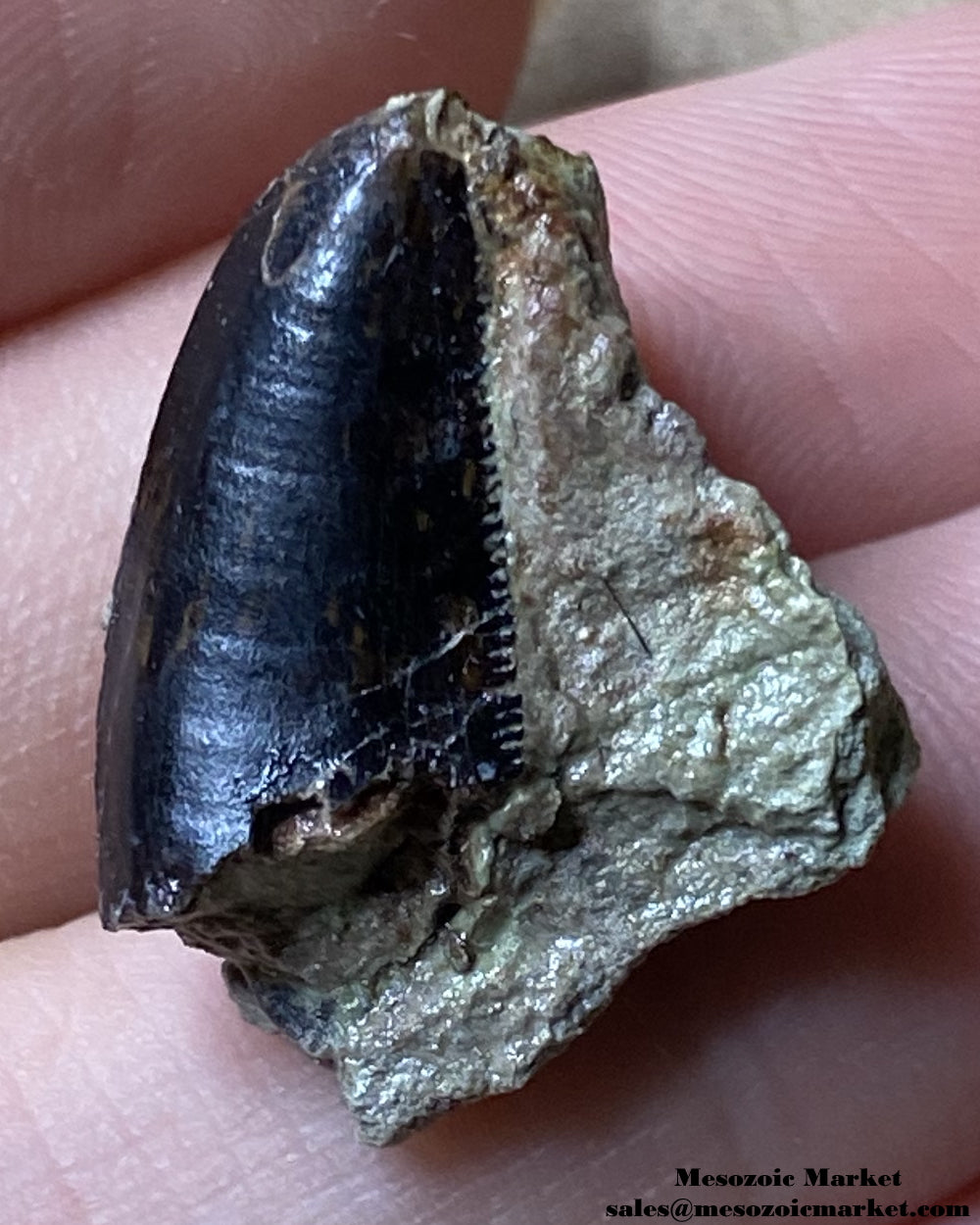 Fossilized dinosaur tooth of a Dekkar abelisaurid theropod on original matrix. #MAR56964-3