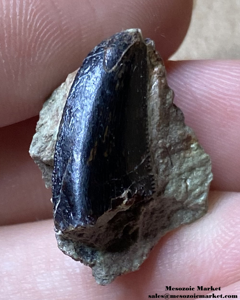 Fossilized dinosaur tooth of a Dekkar abelisaurid theropod on original matrix. #MAR56964-4