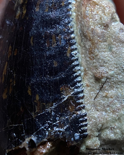 Distal serrations of a fossilized dinosaur tooth of a Dekkar abelisaurid theropod on original matrix. #MAR56964-6