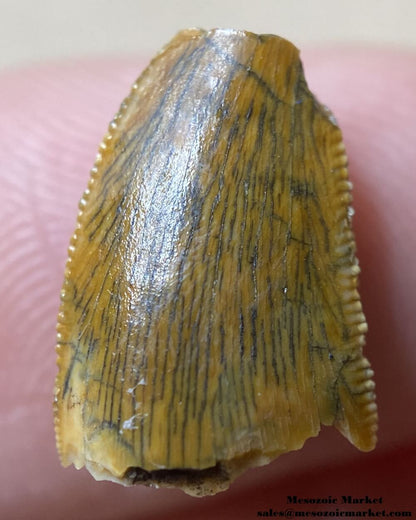 An image of a partial abelisaurid or Rugops tooth.