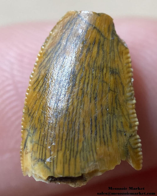 An image of a partial abelisaurid or Rugops tooth.