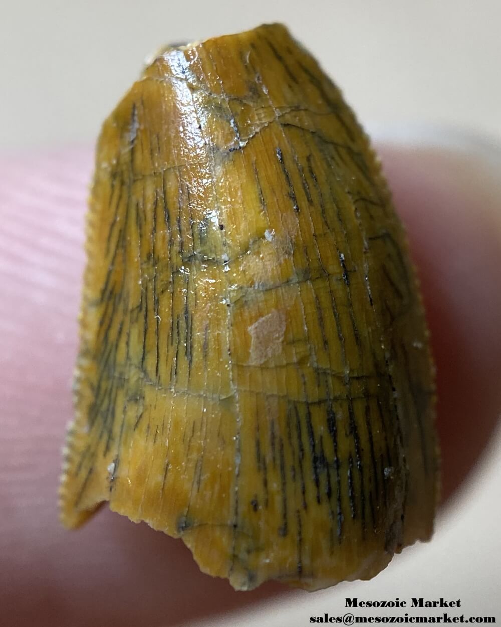 An image of a partial abelisaurid or Rugops tooth.