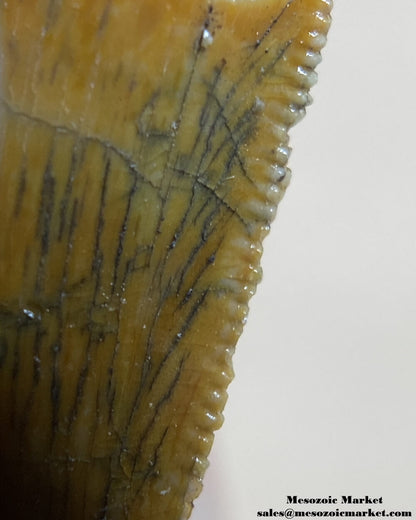 An image of a partial abelisaurid or Rugops tooth.