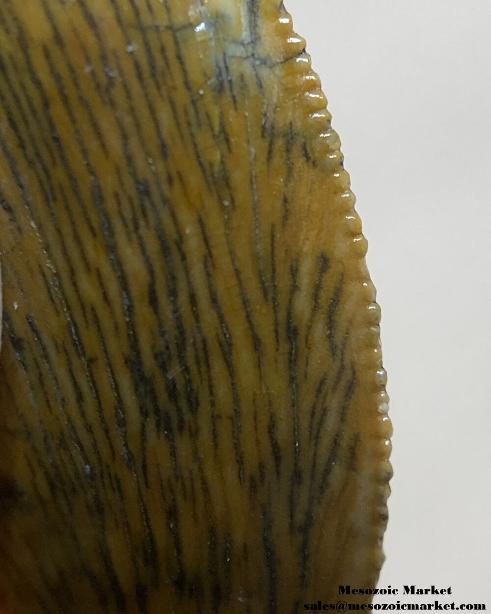 An image of a partial abelisaurid or Rugops tooth.