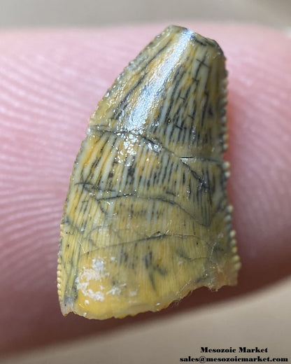 An image of a repaired abelisaurid tooth.