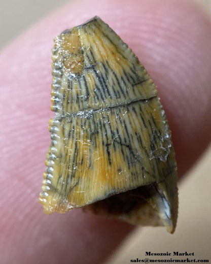 An image of a repaired abelisaurid tooth.