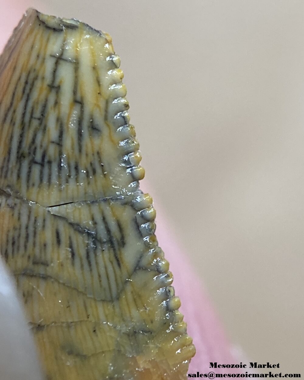 An image of the distal edge of a repaired abelisaurid tooth.