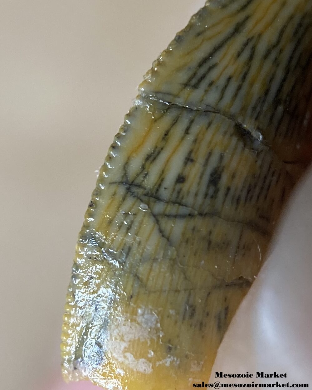 An image of the mesial edge of a repaired abelisaurid tooth.