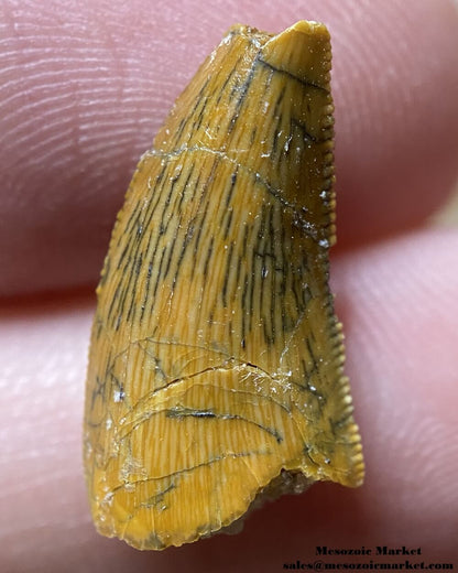 An image of a Rugops dinosaur tooth missing the tip.