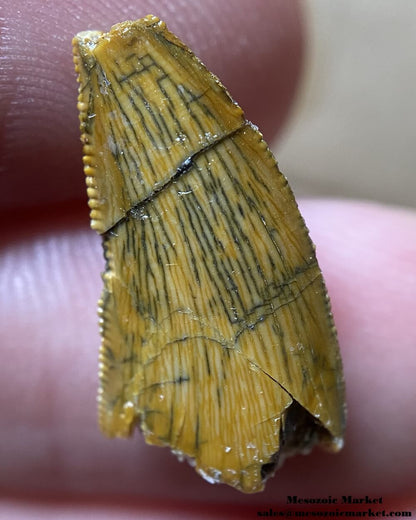 An image of a Rugops dinosaur tooth missing the tip.