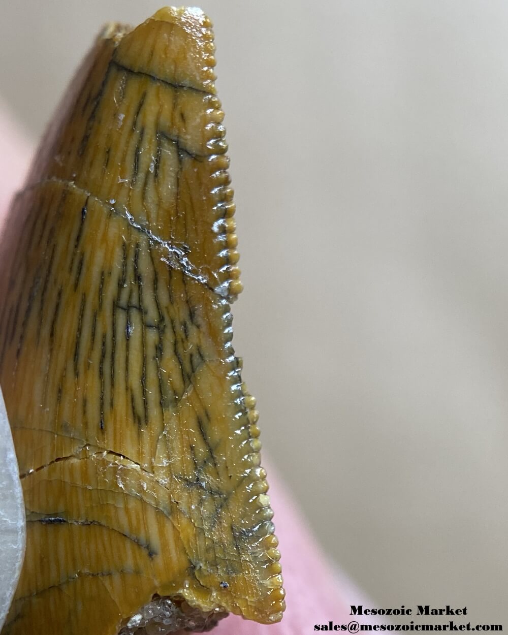 An image of a Rugops dinosaur tooth missing the tip.