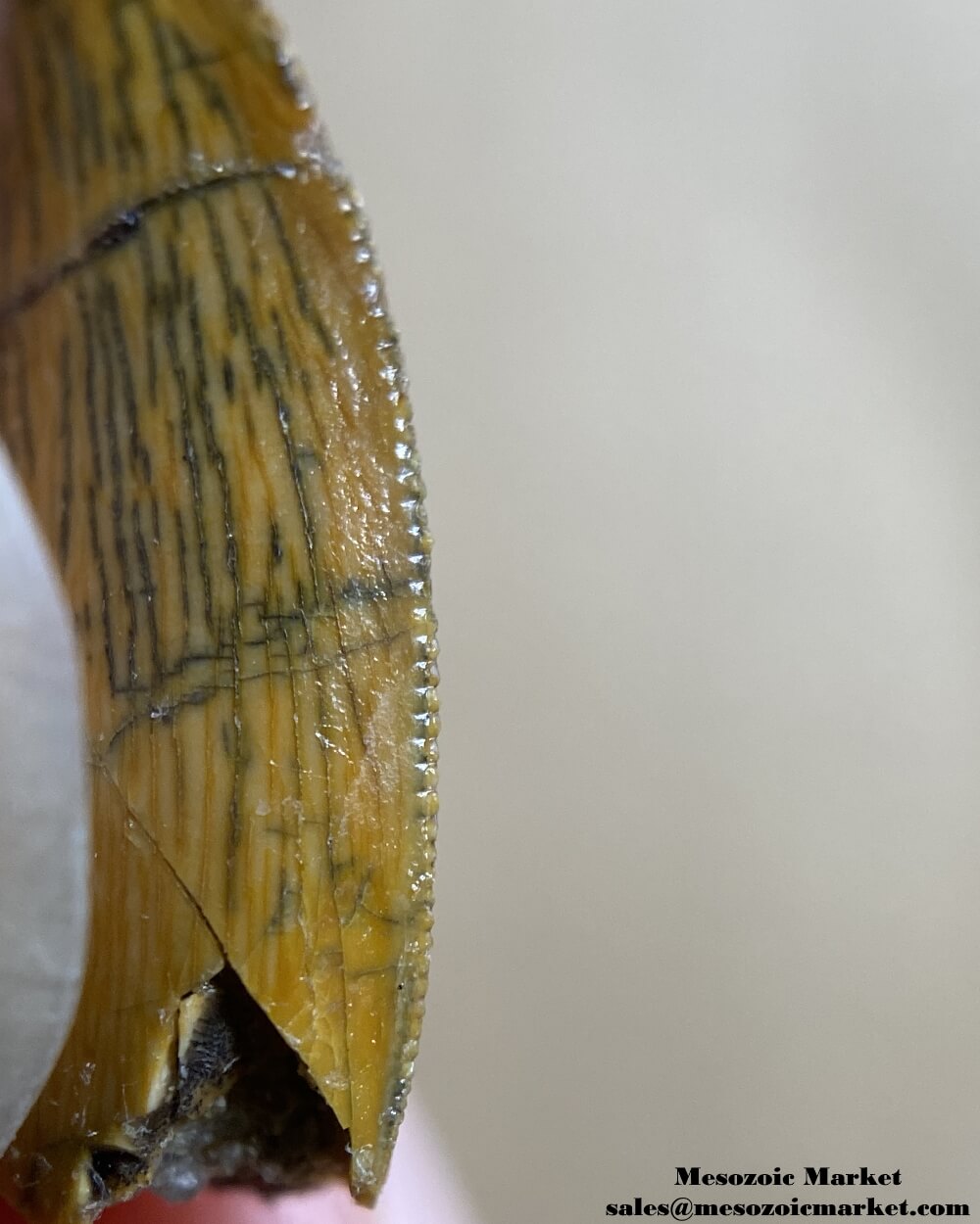 An image of a Rugops dinosaur tooth missing the tip.