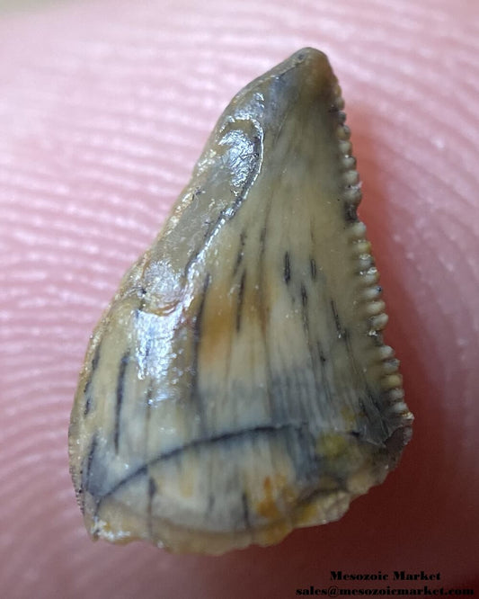 An image of a very small abelisaur tooth.