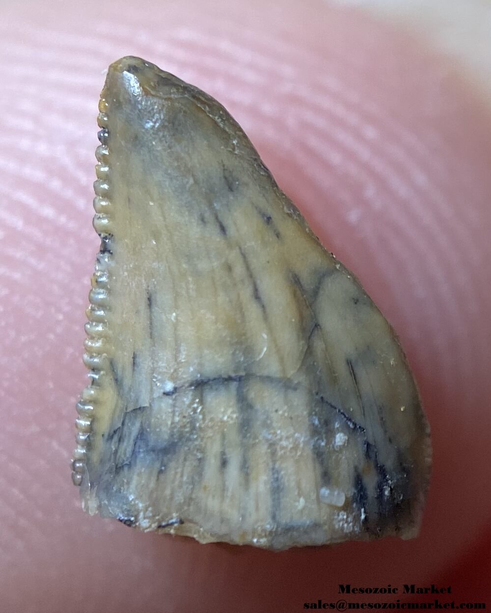 An image of a very small abelisaur tooth.