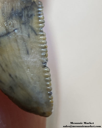 An image of the distal serrations of a very small abelisaur tooth.