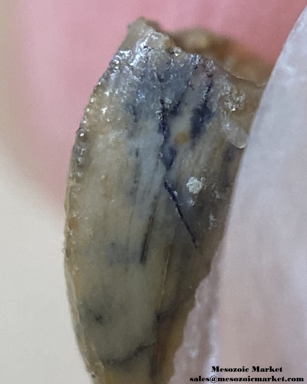 An image of the mesial serrations of a very small abelisaur tooth.