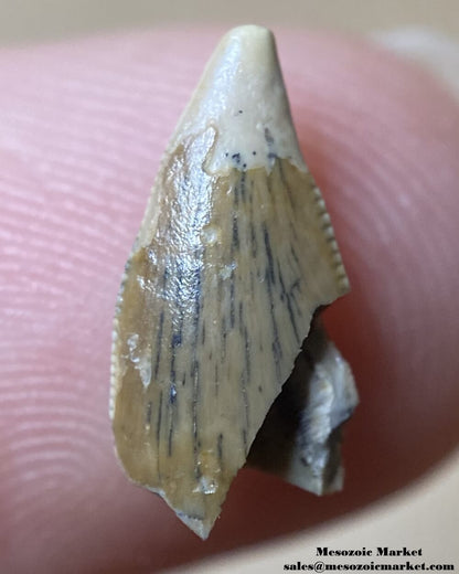 An image of an abelisaurid dinosaur tooth with an unusual tip wear.