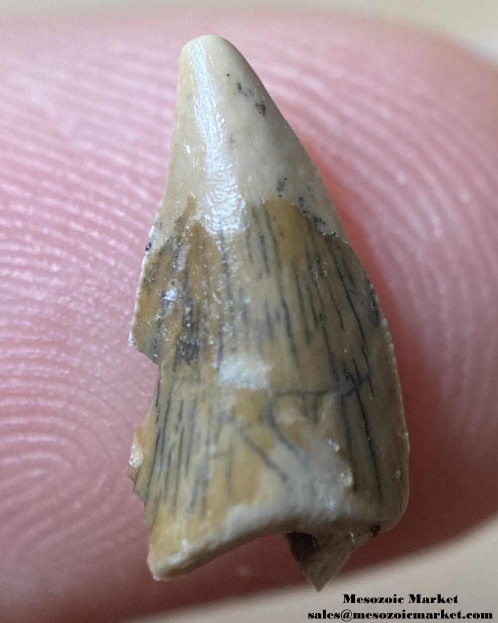 An image of an abelisaurid dinosaur tooth with an unusual tip wear.