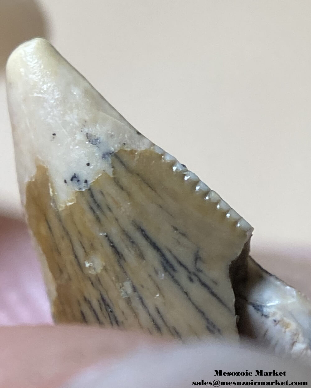 An image of a closeup view of an abelisaurid dinosaur tooth with an unusual tip wear.