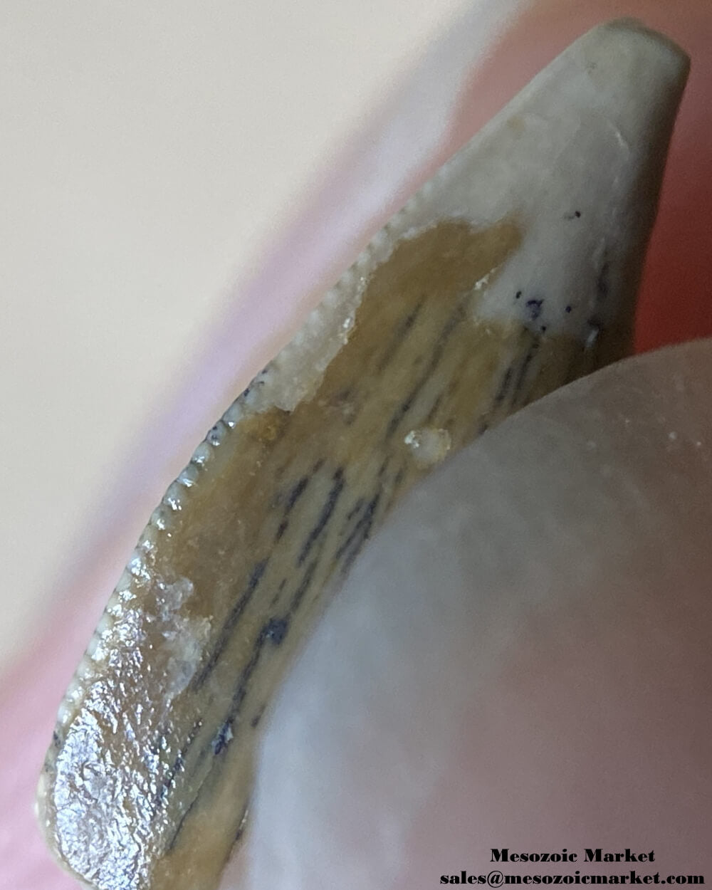 An image of the mesial serrations of an abelisaurid dinosaur tooth with an unusual tip wear.