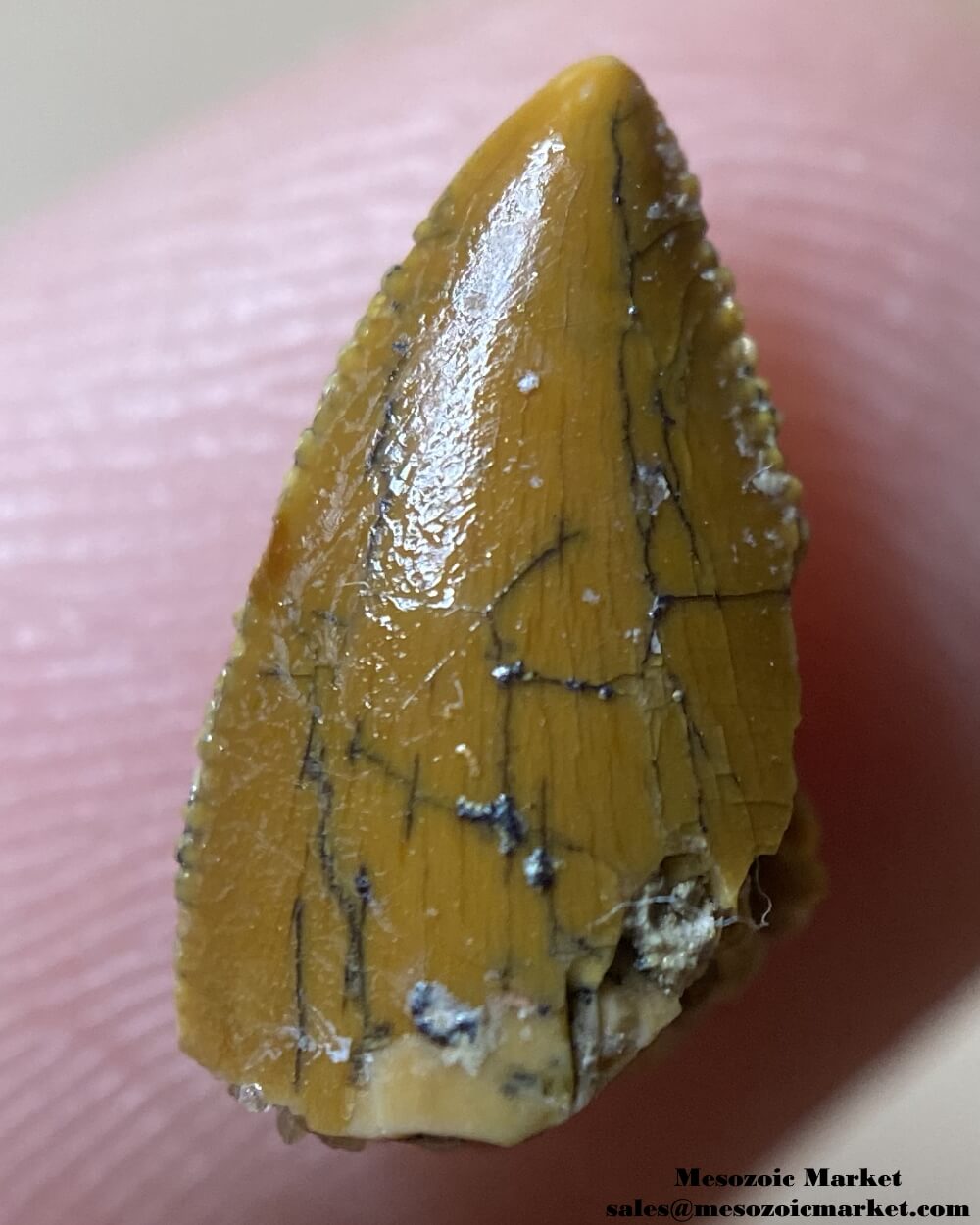 An image of an abelisaur tooth tip.