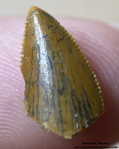 An image of an abelisaur tooth tip.