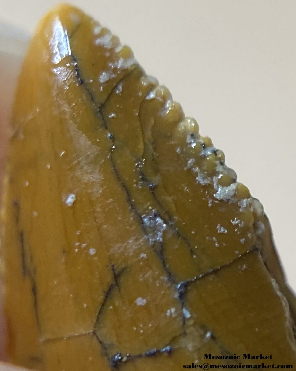 An image of the distal serrations of an abelisaur tooth tip.