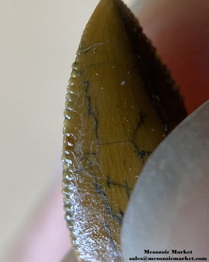 An image of the mesial serrations of an abelisaur tooth tip.