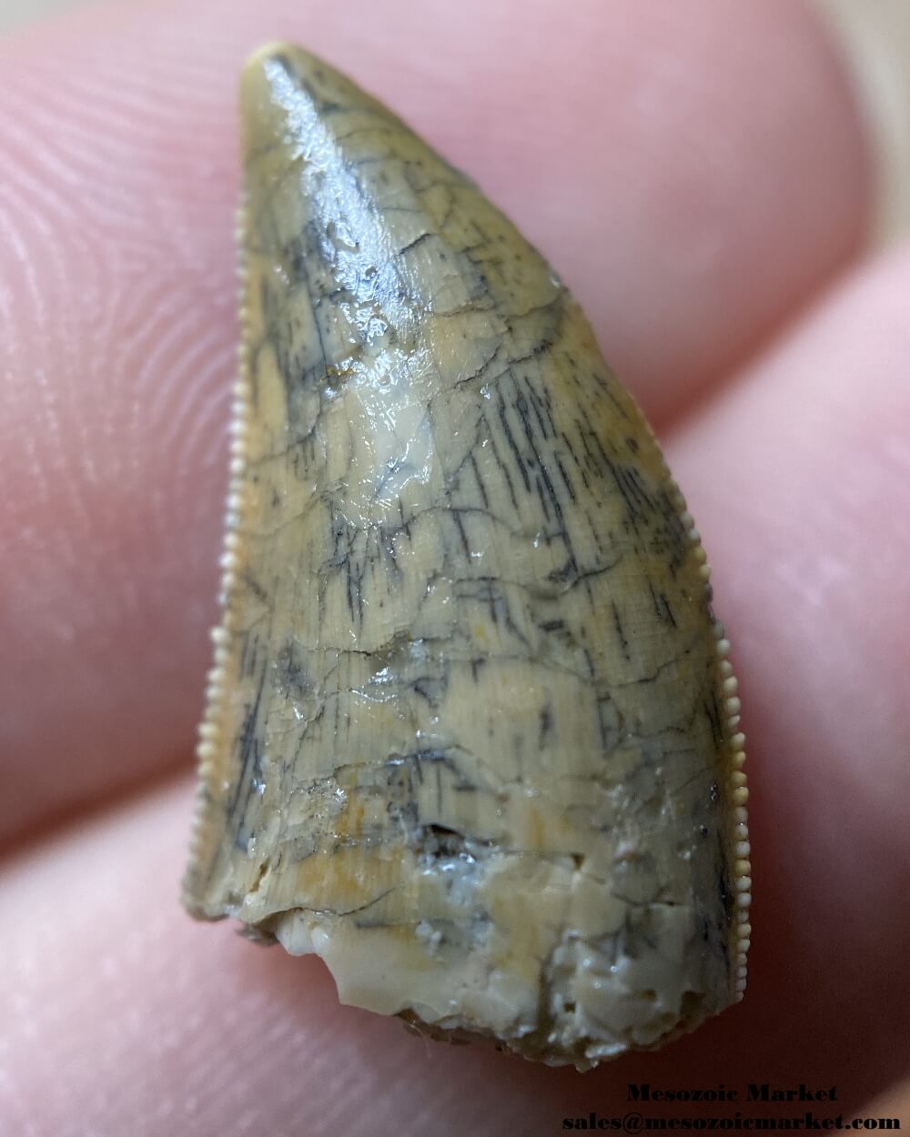 An image of a nice quality Rugops or abelisaurid dinosaur tooth.