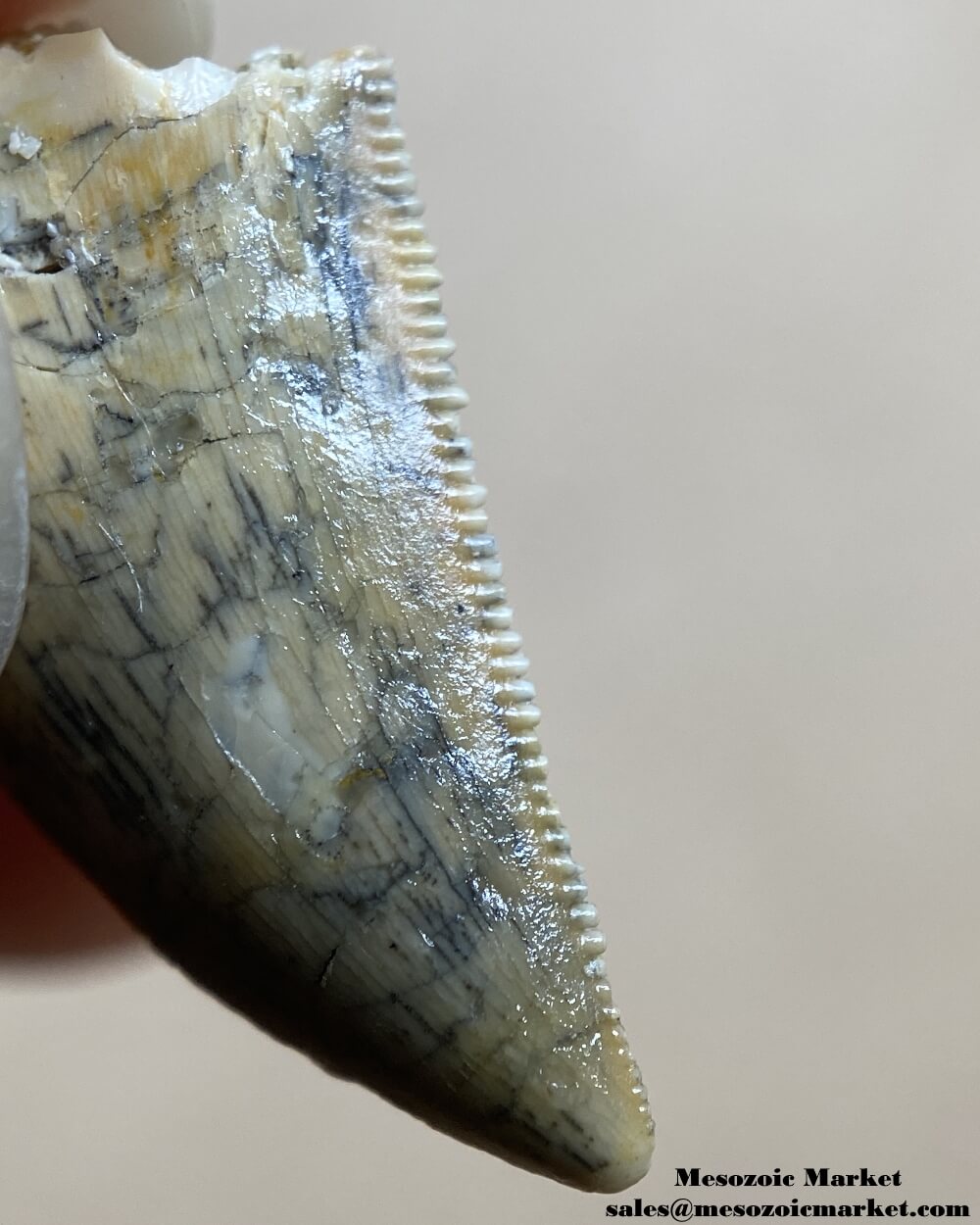 An image of a closeup view of a distal serration of a  nice quality Rugops or abelisaurid dinosaur tooth.