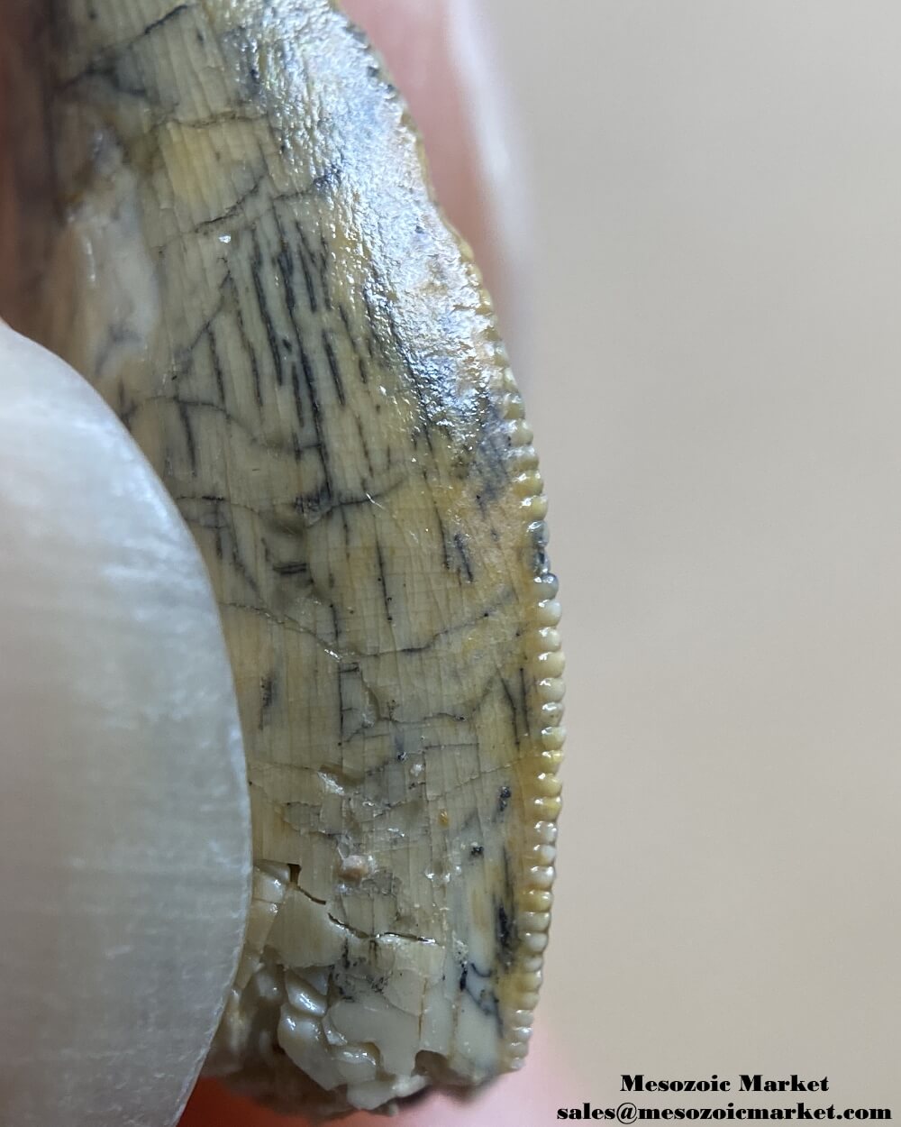 An image of a closeup view of a mesial serration of a nice quality Rugops or abelisaurid dinosaur tooth.