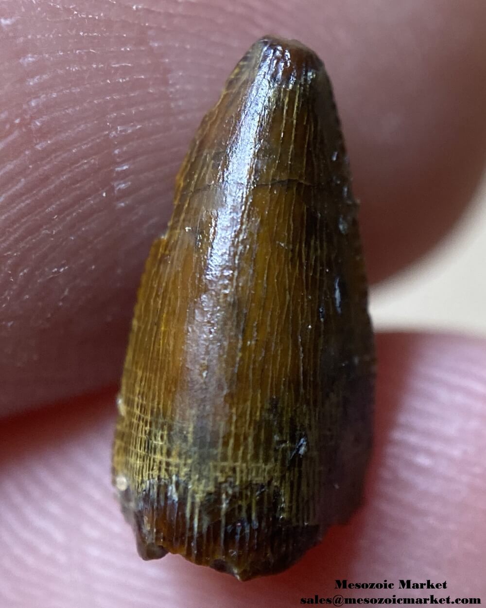 Fossilized dinosaur premaxillary tooth of a Kem Kem abelisaurid theropod. #MAR87218-2