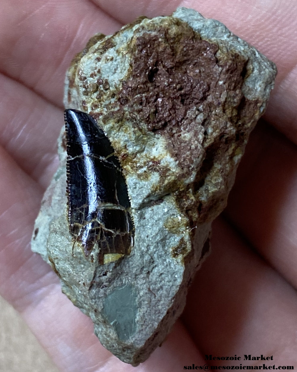 Fossilized dinosaur tooth of a Dekkar abelisaurid theropod on original matrix. #MAR95506-1