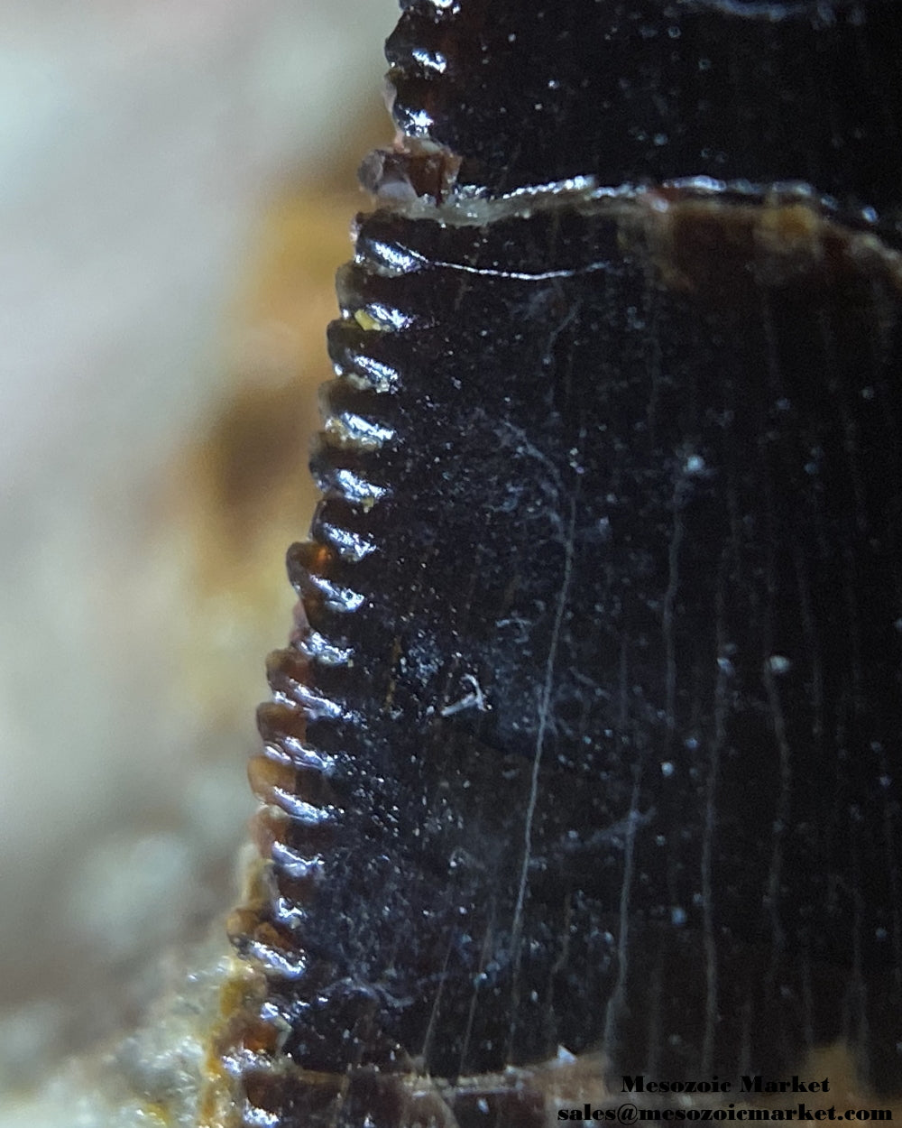 Distal serrations of a fossilized dinosaur tooth of a Dekkar abelisaurid theropod on original matrix. #MAR95506-2