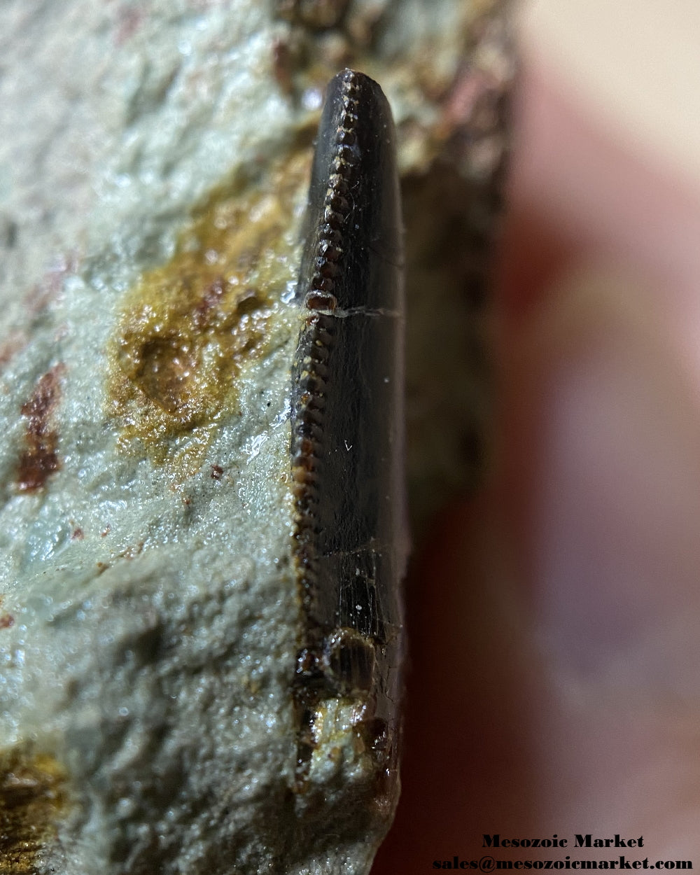 Distal edge of a fossilized dinosaur tooth of a Dekkar abelisaurid theropod on original matrix. #MAR95506-3