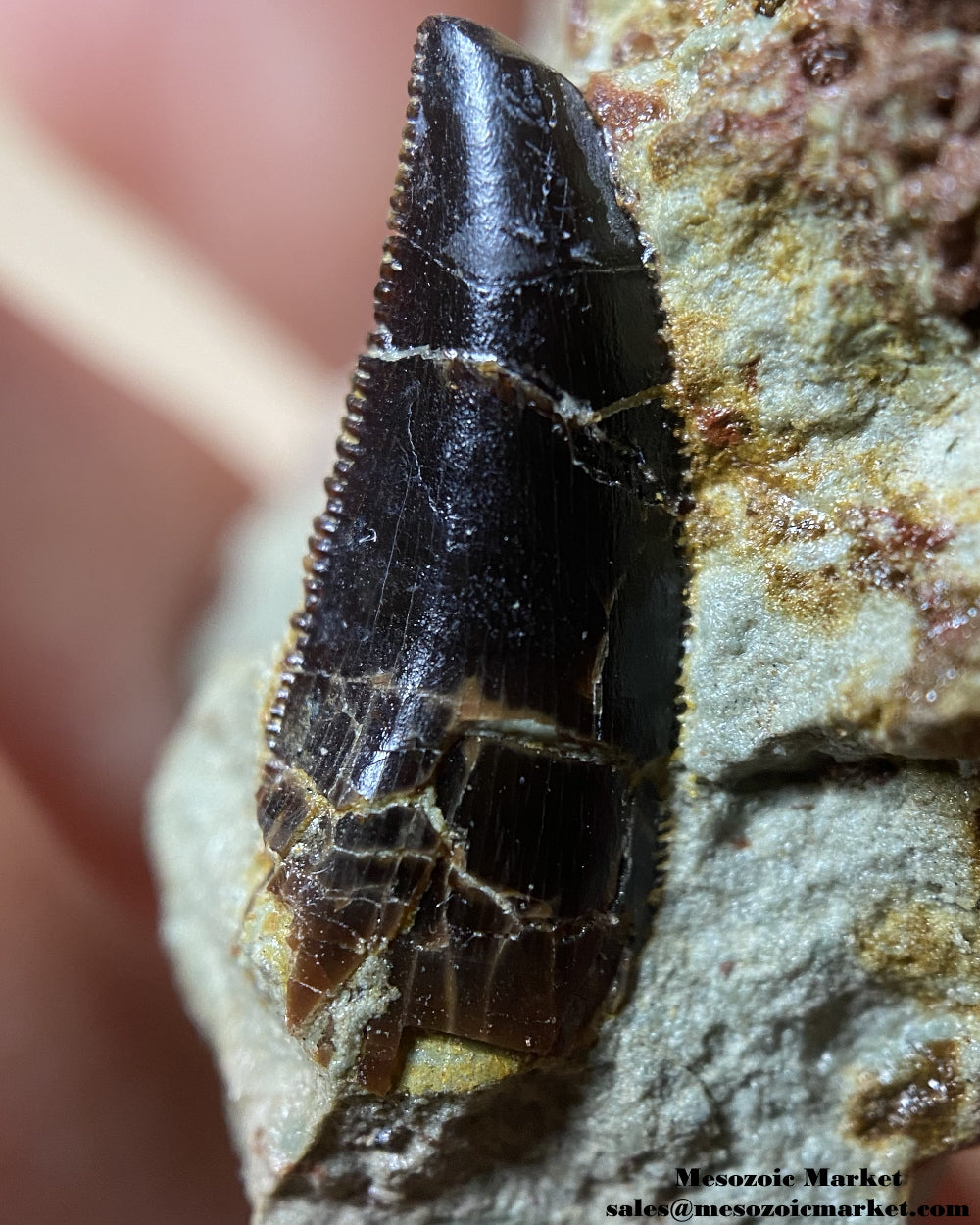 Fossilized dinosaur tooth of a Dekkar abelisaurid theropod on original matrix. #MAR95506-4