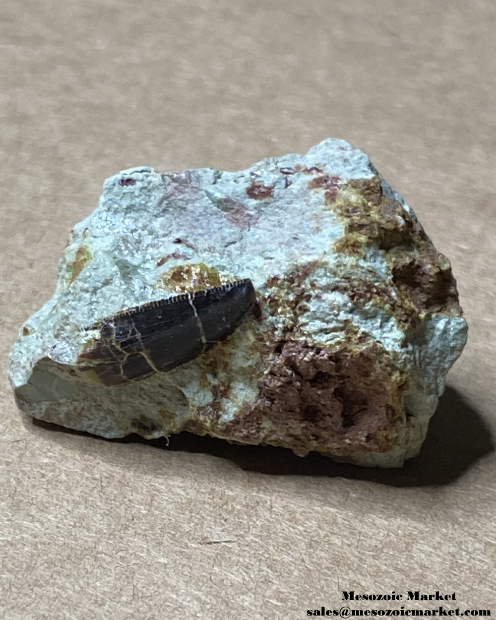 Fossilized dinosaur tooth of a Dekkar abelisaurid theropod on original matrix. #MAR95506-6