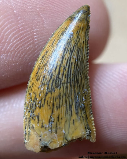 An image of a beautifully preserved Rugops or abelisaurid dinosaur tooth from the Kem Kem Beds of Morocco.