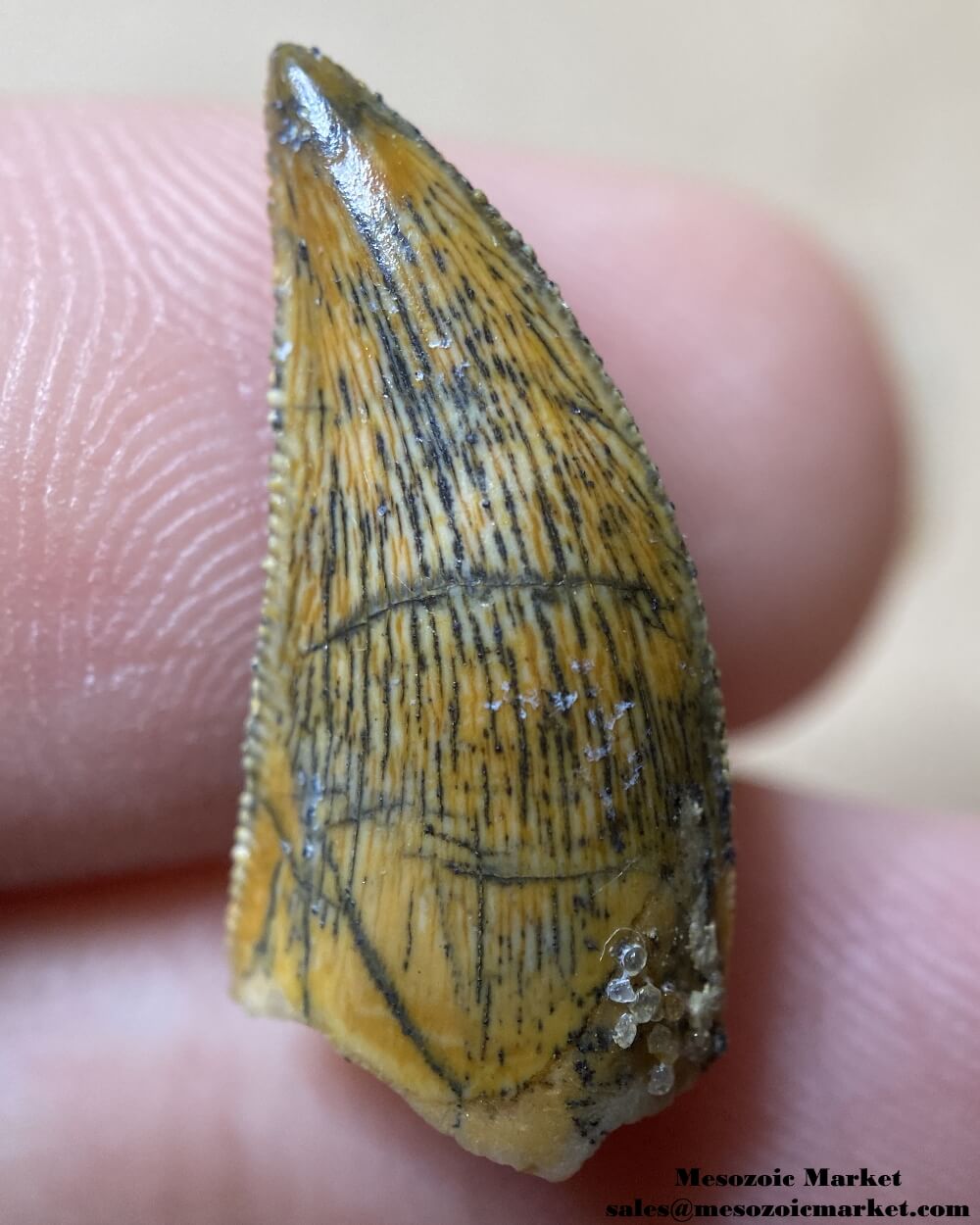 An image of a well preserved abelisaurid dinosaur tooth from the Kem Kem Beds of Morocco.